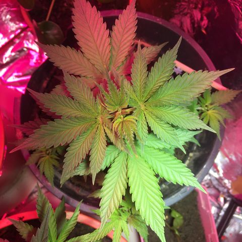 PuffWeed growlog timeline photo