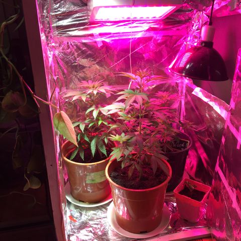 PuffWeed growlog timeline photo