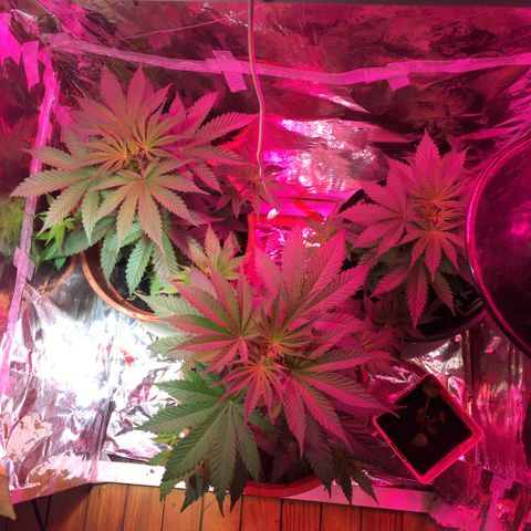 PuffWeed growlog timeline photo