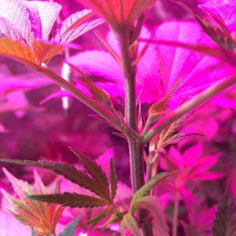PuffWeed growlog timeline photo