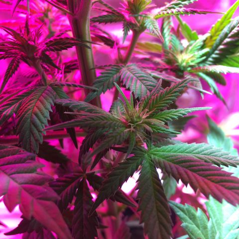 PuffWeed growlog photo: Flo semaine 3 
