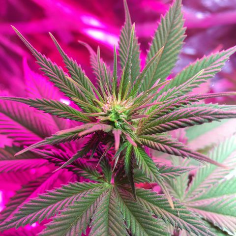 PuffWeed growlog photo: Flo semaine 3 
