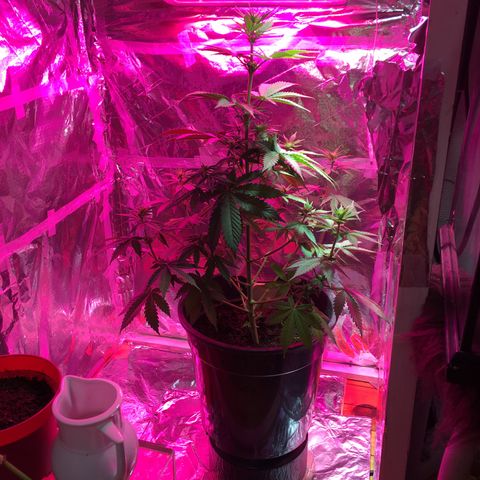 PuffWeed growlog photo: Flo semaine 3 
