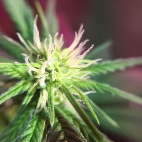 PuffWeed growlog timeline photo