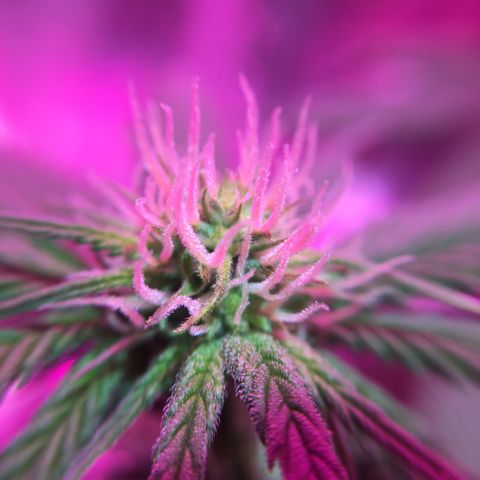 PuffWeed growlog timeline photo