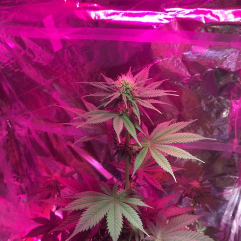 PuffWeed growlog timeline photo