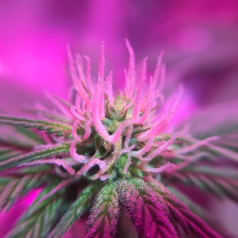 PuffWeed growlog timeline photo