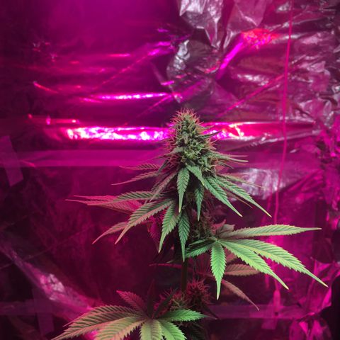 PuffWeed growlog timeline photo