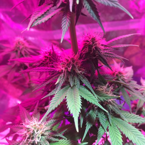PuffWeed growlog timeline photo
