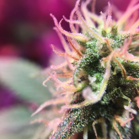 PuffWeed growlog timeline photo
