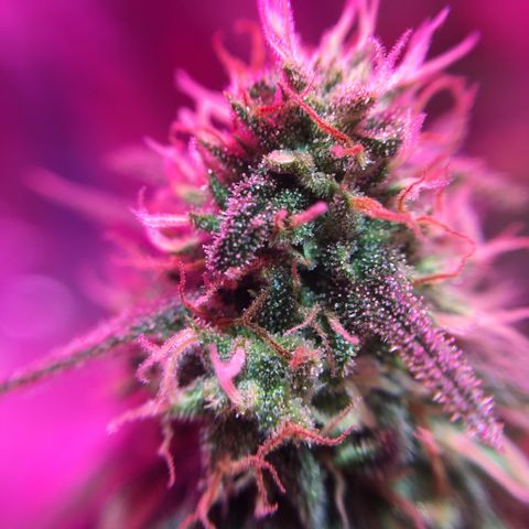PuffWeed growlog photo: Quelques trichomes oranges