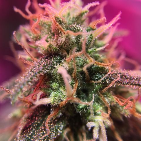 PuffWeed growlog photo: Quelques trichomes oranges