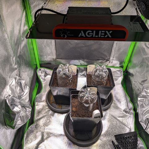 Grow Mix growlog timeline photo