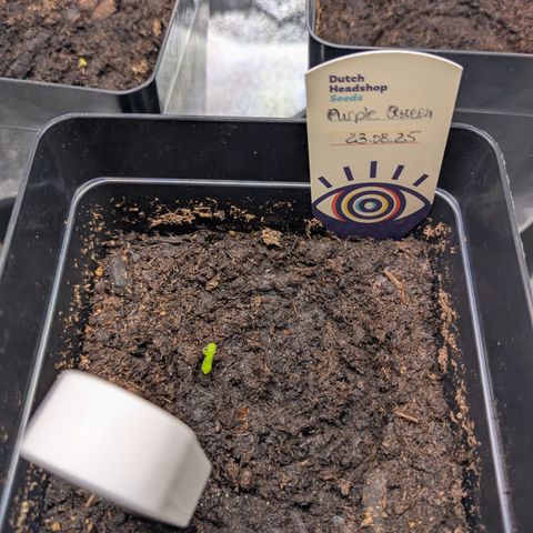 Grow Mix growlog timeline photo