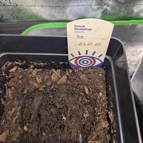 Grow Mix growlog timeline photo