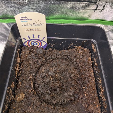 Grow Mix growlog timeline photo