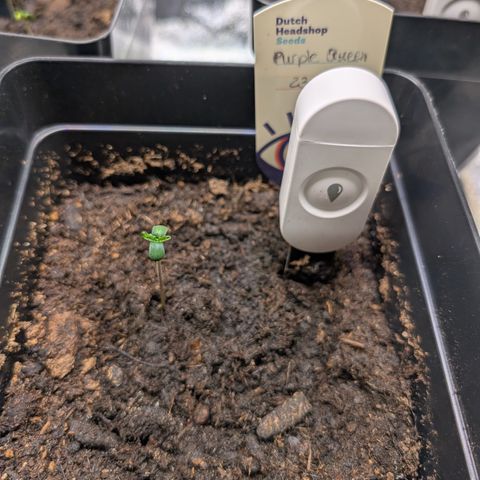 Grow Mix growlog timeline photo