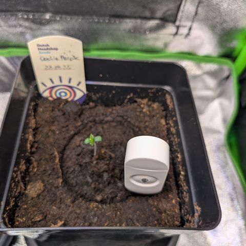Grow Mix growlog timeline photo