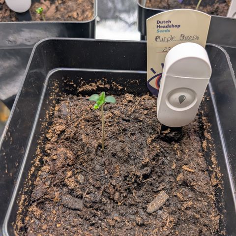 Grow Mix growlog timeline photo
