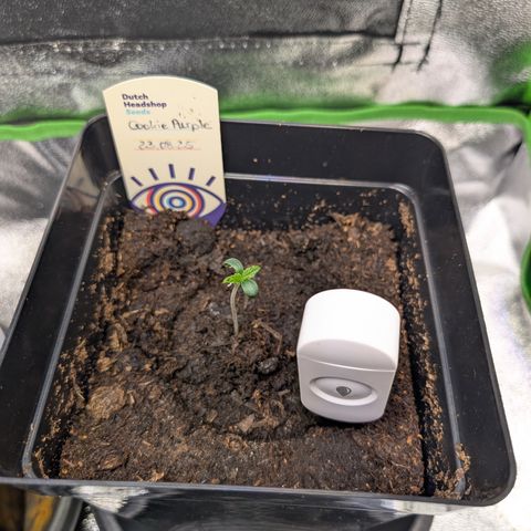 Grow Mix growlog timeline photo