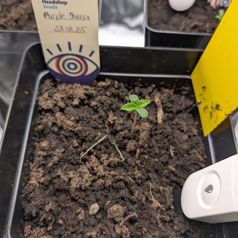 Grow Mix growlog timeline photo