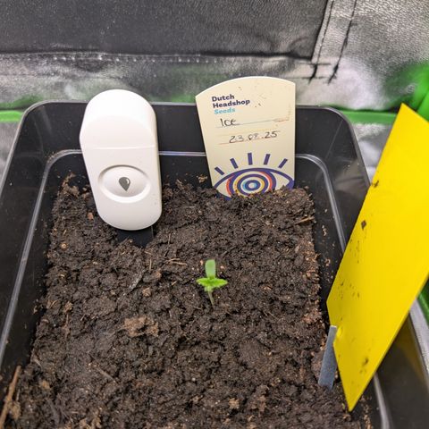 Grow Mix growlog timeline photo