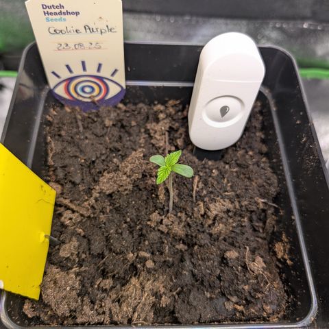 Grow Mix growlog timeline photo
