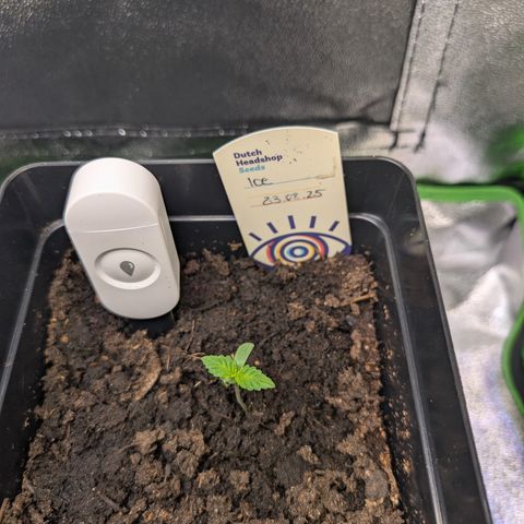 Grow Mix growlog timeline photo