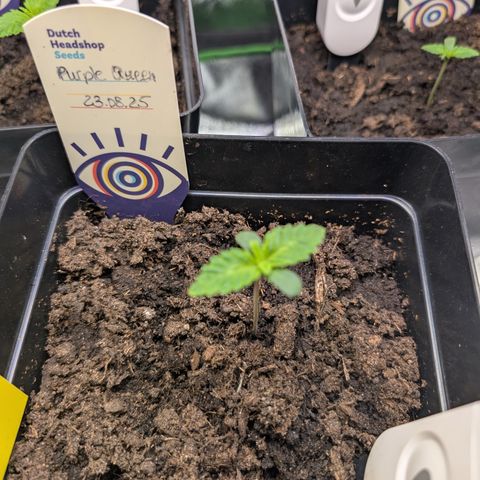 Grow Mix growlog timeline photo
