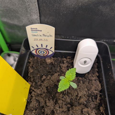 Grow Mix growlog timeline photo