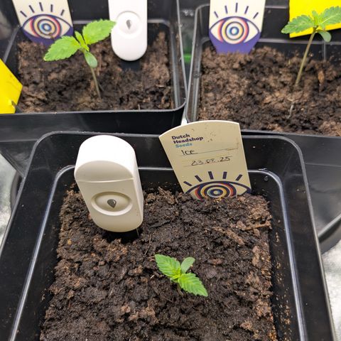 Grow Mix growlog timeline photo