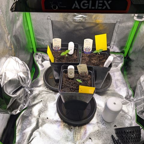 Grow Mix growlog timeline photo