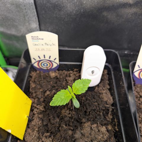 Grow Mix growlog timeline photo