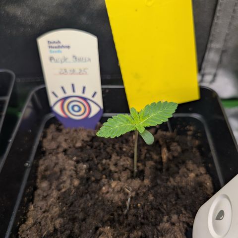 Grow Mix growlog timeline photo