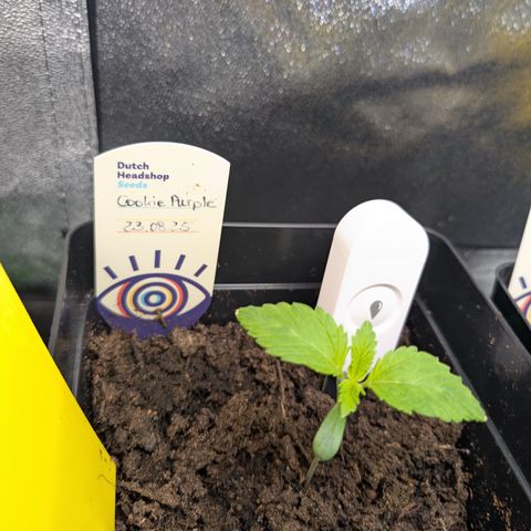 Grow Mix growlog timeline photo