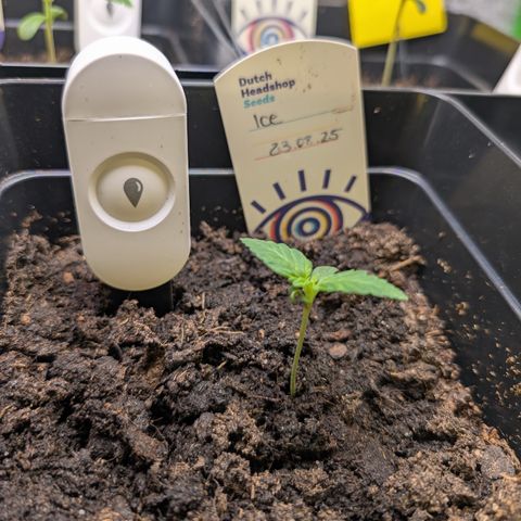 Grow Mix growlog timeline photo