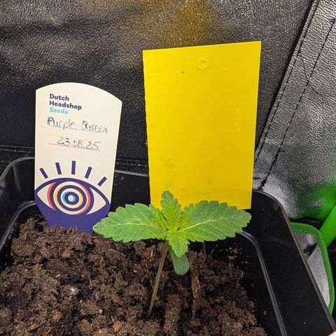Grow Mix growlog timeline photo