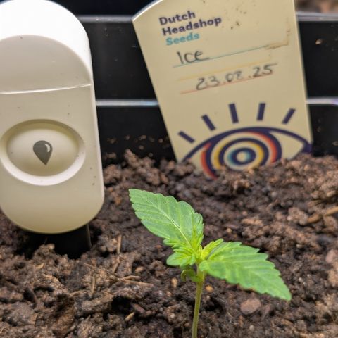 Grow Mix growlog timeline photo