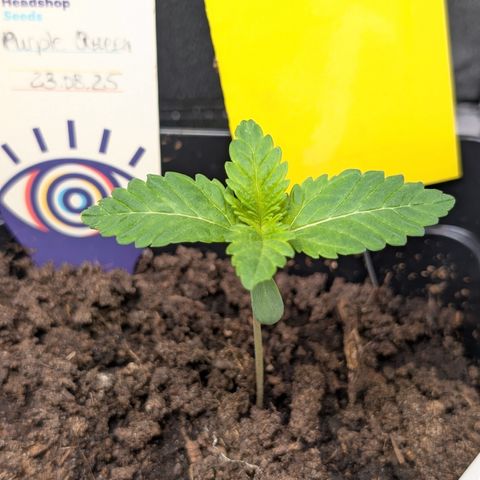 Grow Mix growlog timeline photo