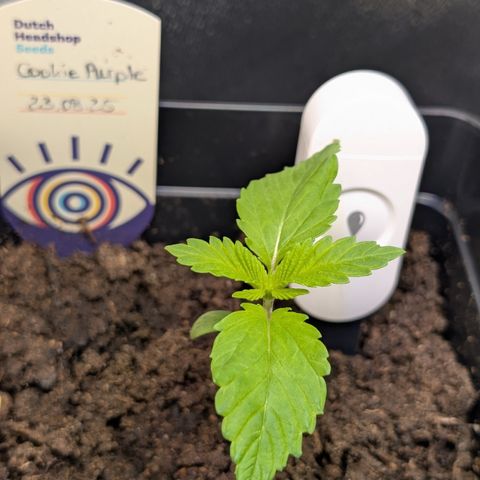 Grow Mix growlog timeline photo