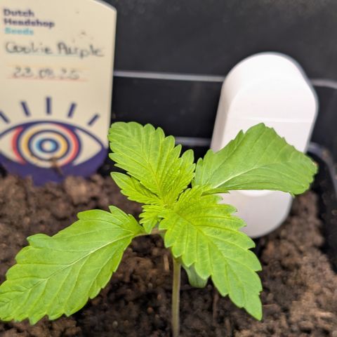 Grow Mix growlog timeline photo