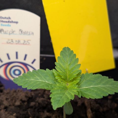 Grow Mix growlog timeline photo