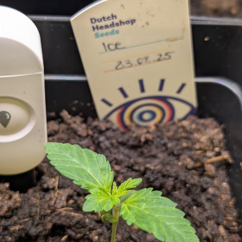 Grow Mix growlog timeline photo