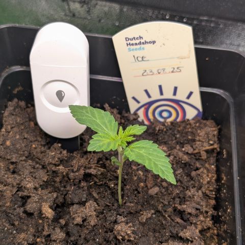 Grow Mix growlog timeline photo