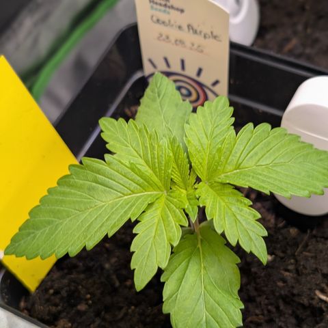 Grow Mix growlog timeline photo