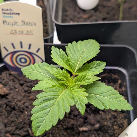 Grow Mix growlog timeline photo