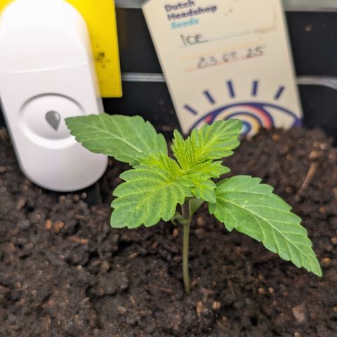 Grow Mix growlog timeline photo