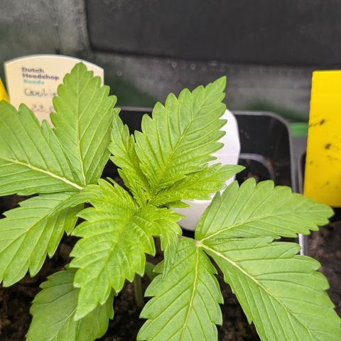 Grow Mix growlog timeline photo