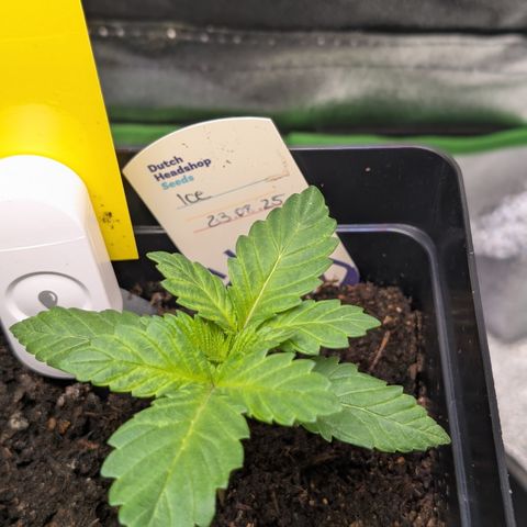 Grow Mix growlog timeline photo