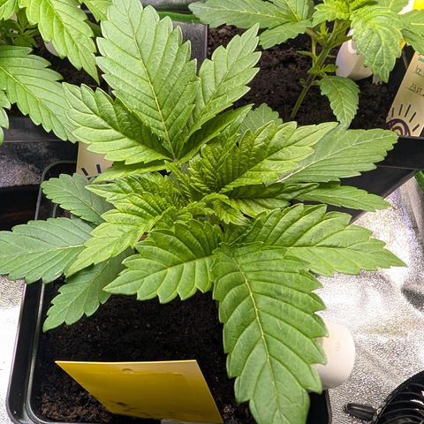 Grow Mix growlog timeline photo